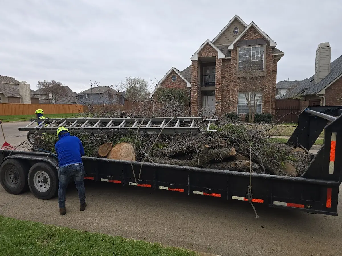 Expert Tree Removal with proper safety equipment in Standard